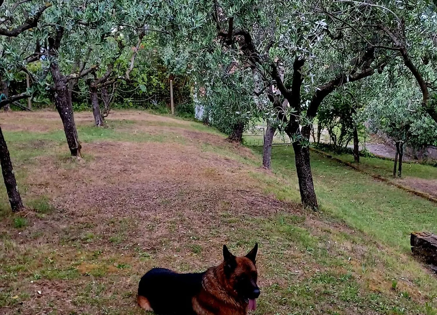 Chez Fredy Villa Camaiore Italy