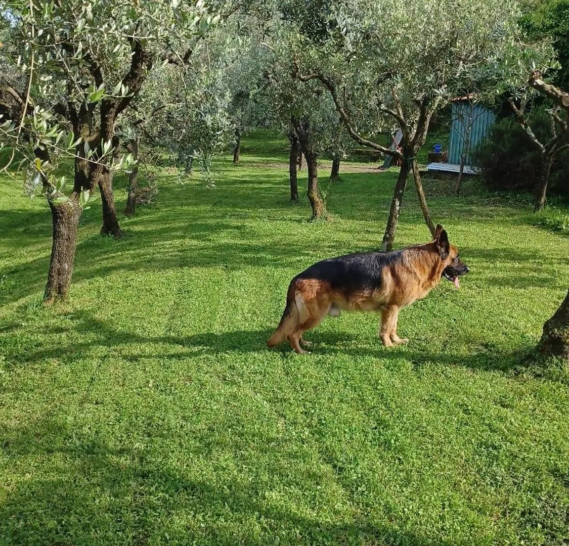 Chez Fredy Villa Camaiore Italy